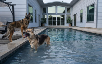 Your Dog and Swimming Pools